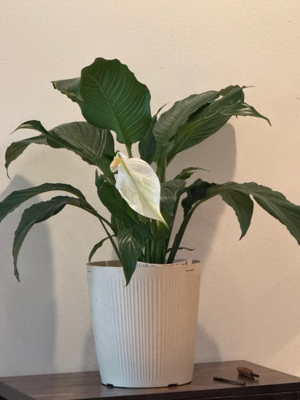 Peace Lily