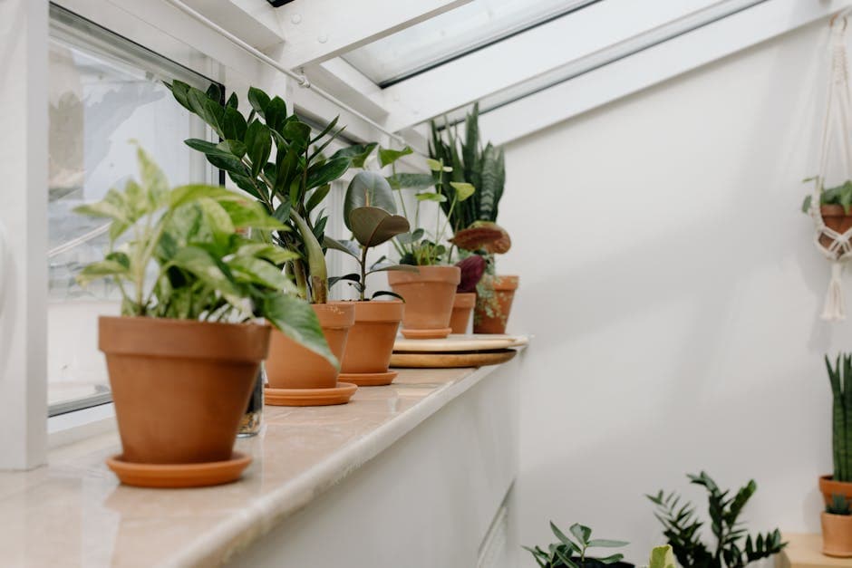 Free Assorted Houseplants - photo 2