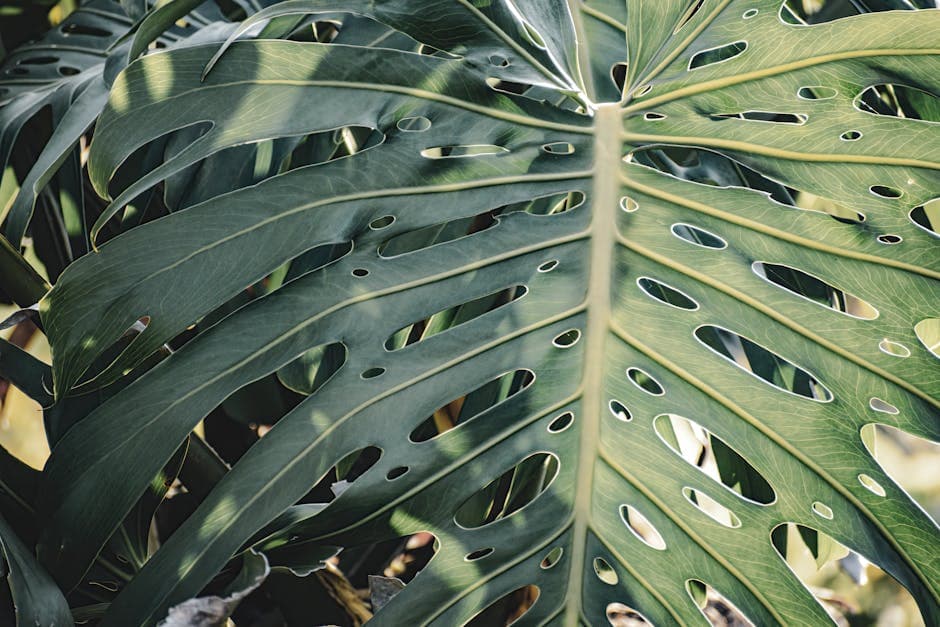 Large Monstera Deliciosa Plant - photo 2