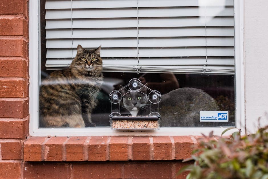 PetSafe Automatic Feeder - photo 2