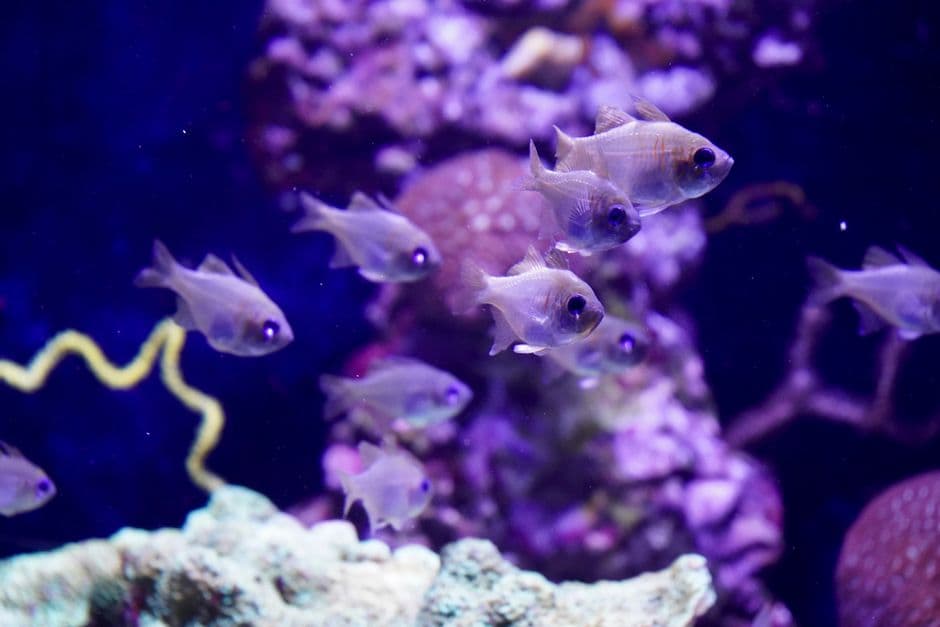 Saltwater Aquarium Starter Kit - photo 2