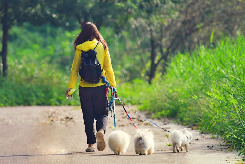 Dog Walking and Pet Sitting - photo 2
